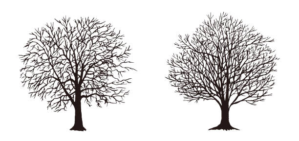 나무 실루엣의 벡터 일러스트. - tree silhouette branch bare tree stock illustrations