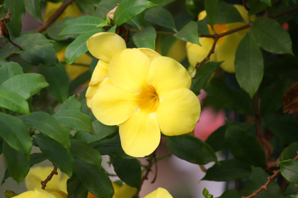istock Golden trumpet (Allamanda cathartica) flowers in bloom 1310702024
