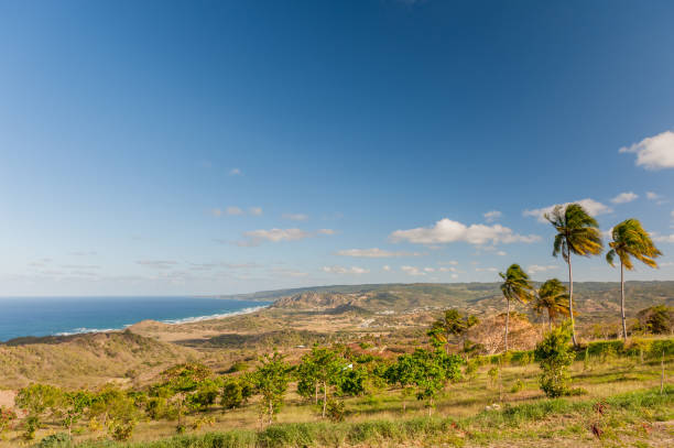 istock Barbados Landscape with Coastline. Caribbean Ocean. Palm Tree. 1310703333