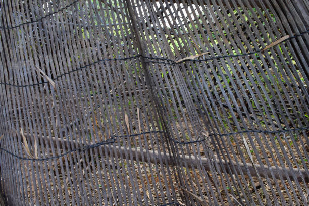 istock Bamboo greeted as a sheet to prevent the fish from going to the other side. 1310703417