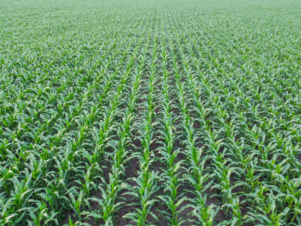 istock Corn field aerial view, rows of green corn top view. Quadcopter flight over farm fields 1310703450