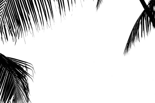 istock beauty black fresh coconut fruit tree with shadow long leaves, isolated on white background 1310704183