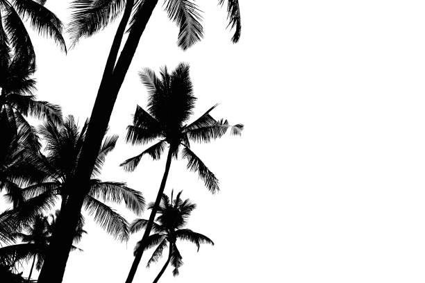 istock beauty black fresh coconut fruit high tree with shadow leaves, isolated on white background 1310704185