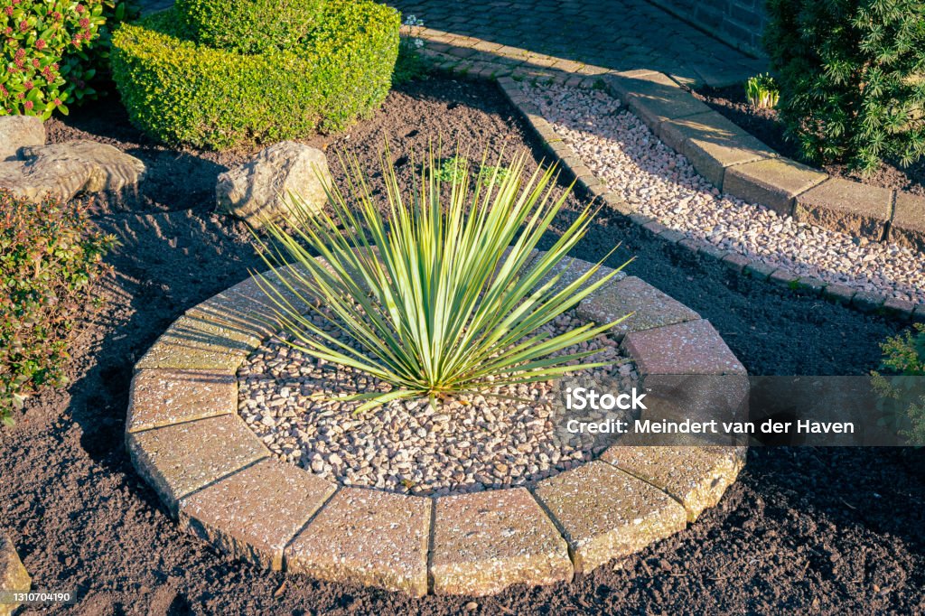 Yucca filamentosa plant in a garden Decorative Yucca filamentosa or Adam’s needle-and-thread in a city garden. Landscaped Stock Photo