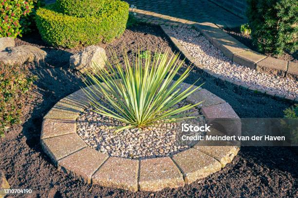 Yucca Filamentosa Plant In A Garden Stock Photo - Download Image Now - Landscaped, Desert Area, Rock - Object