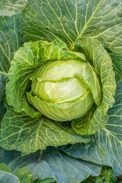 istock Green cabbage head in the garden 1310704224