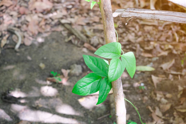 istock fresh green leaf climbing on tree. organic vegetable plant botany garden 1310704295