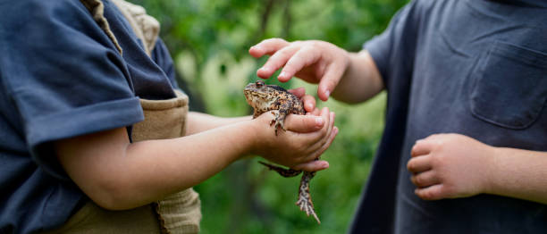 petits enfants méconnaissables retenant une grenouille à l’extérieur en été. - frog animal little boys child photos et images de collection