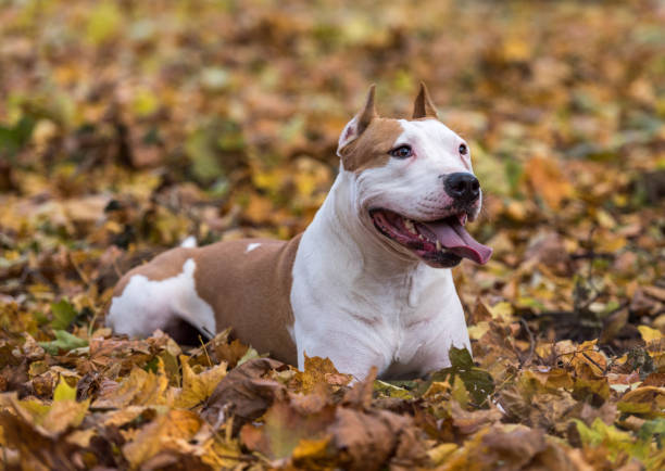 istock American Bulldog is Lying on the Ground. 1310706001