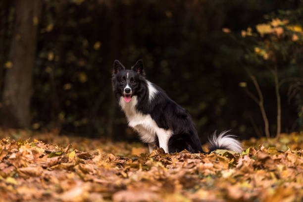 istock Border Collie is Sitting on the Forest Ground. 1310706028