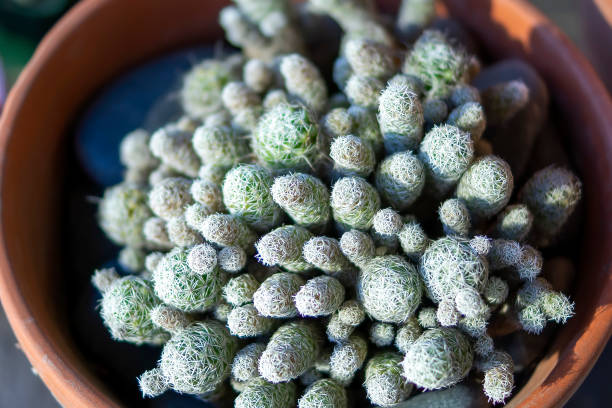istock Flower pot of low growing cactus 1310706083
