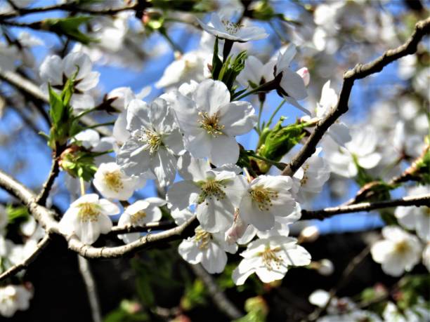 istock Japan. March. Sakura blossom. 1310706259