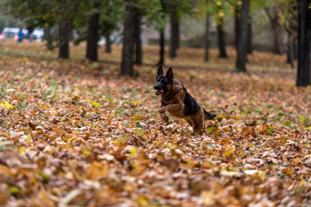istock German Shepherd Dog is Running in the Park. 1310706291