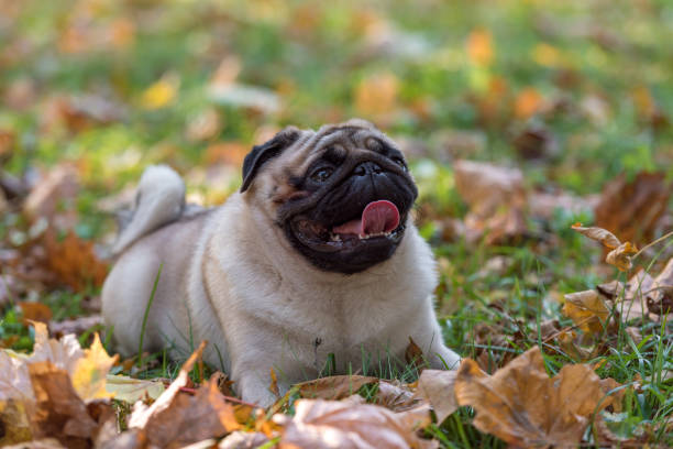 istock Pug Dog is Lying on the Ground. 1310706971