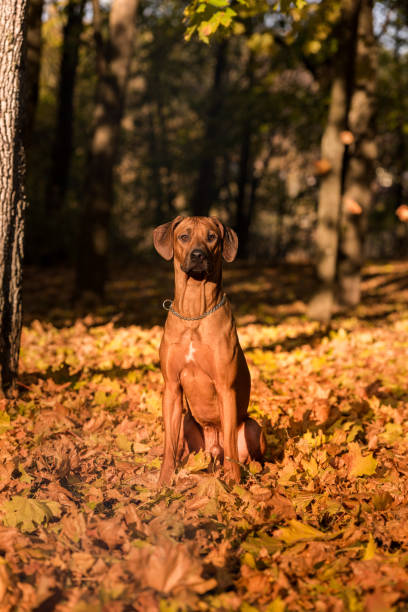 istock Rhodesian Ridgeback is Sitting on the Ground 1310706982