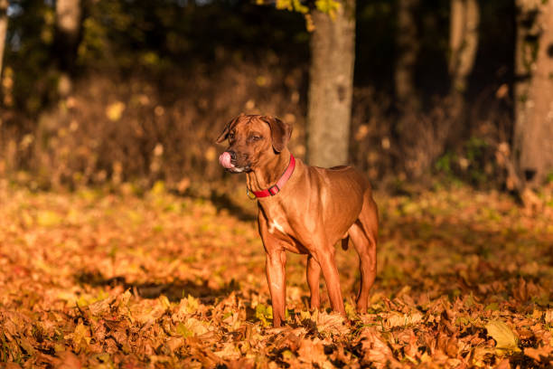 istock Rhodesian Ridgeback is waiting for command. Open Mouth Tongue Out 1310707066