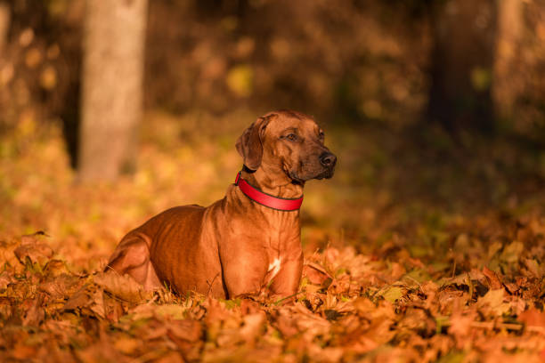 istock Rhodesian Ridgeback Dog is Lying on the ground 1310707134