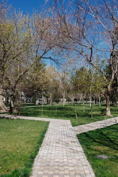 Photo of A winding path in the park. The concept of choosing a path.