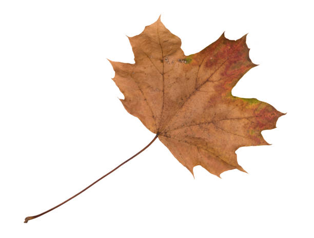 istock Autumn Color Maple Leaf. Isolated on White Background. 1310709409