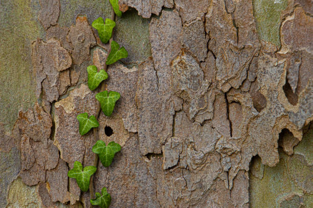 Ivy growing on the bark of a plane tree for natural background with copy space, also called sycamore, platane or Platanus acerifolia