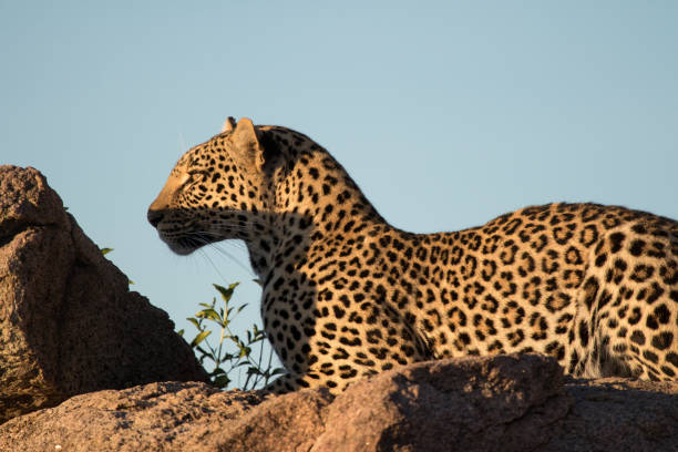 istock Leopard of the Serengeti 1310710766