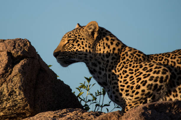 istock Leopard of the Serengeti 1310710771