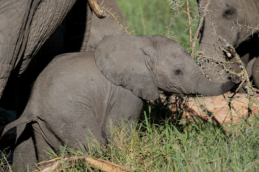 A baby elephant in Tanzania's Serengeti.