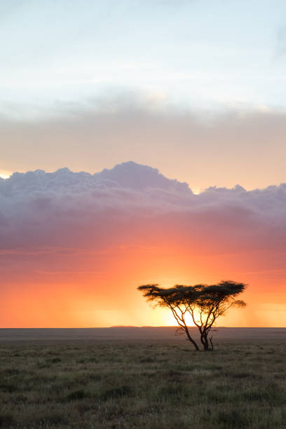 Sunset in the Serengeti Sunset over the Serengeti's Namiri Plains, Tanzania. african sunset stock pictures, royalty-free photos & images