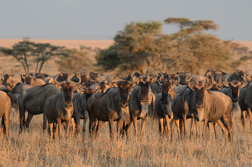 Wildebeest herds gather in the central Serengeti, Tanzania.