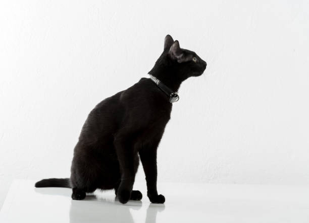 istock Black Bombay Cat Sitting on the White Background 1310710995