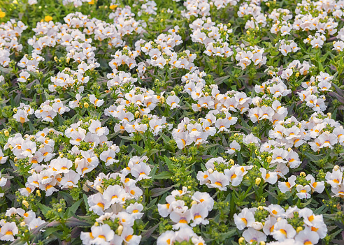 White Nemesia, a genus of annuals, perennials, and sub-shrubs. Popular cultivated ornamental plant. Flowers for parks, gardens, rooms. Background