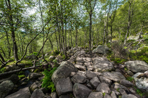 istock Stony Path Way in Norway Mountains. Old Tree and Green Grass. 1310711753
