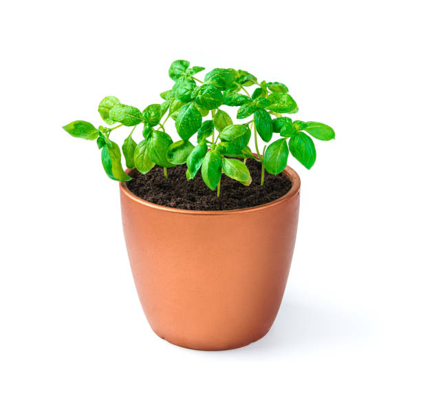 istock Basil sprouts in a pot on a white background. Side view 1310712065