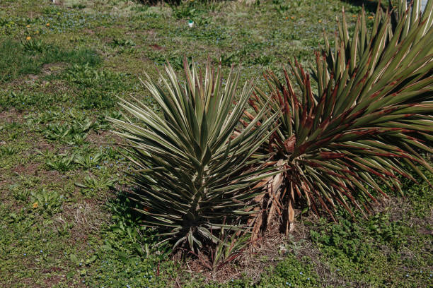istock Yucca aloifolia or Spanish bayonet succulent plants. 1310712098