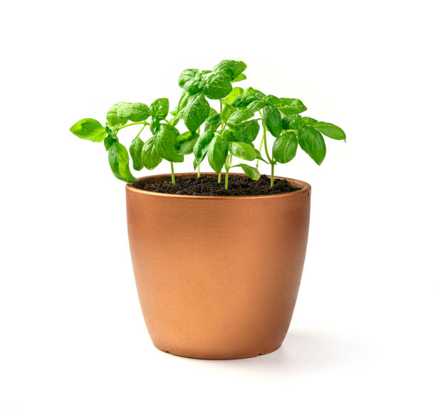 istock Young basil sprouts. A potted plant. Side view 1310712142