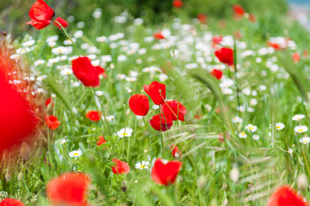 istock Poppies Field. Shallow Depth Of Field. 1310712370
