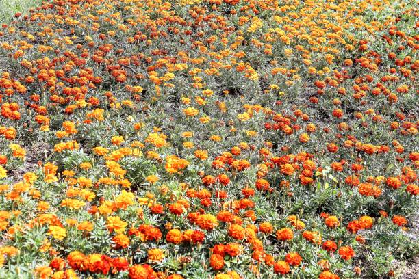 istock Field of red and yellow marigolds. 1310713151
