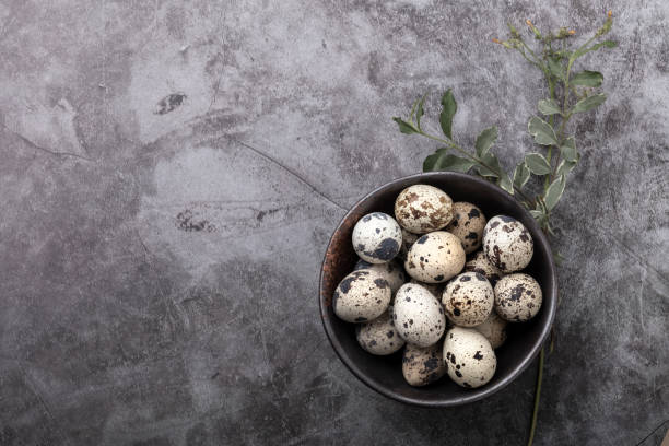 A bowl of quail eggs on a gray background with greenery stock photo