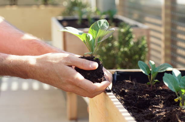 plantar plántula de verduras como repollo en una cama elevada en un balcón - kohlrabi turnip cultivated vegetable fotografías e imágenes de stock