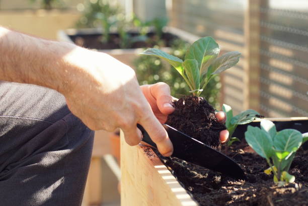 istock planting cabbage seedlings in a raised bed on a balcony 1310713461