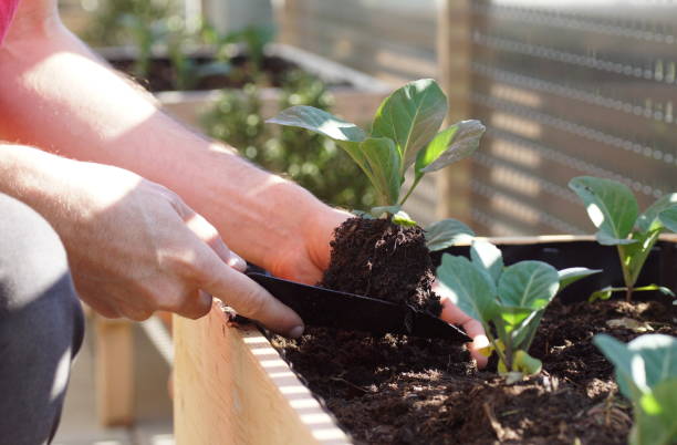 piantare piantine di cavolo in un letto rialzato su un giardino balcone urbano - vegetable garden planting environment human hand foto e immagini stock