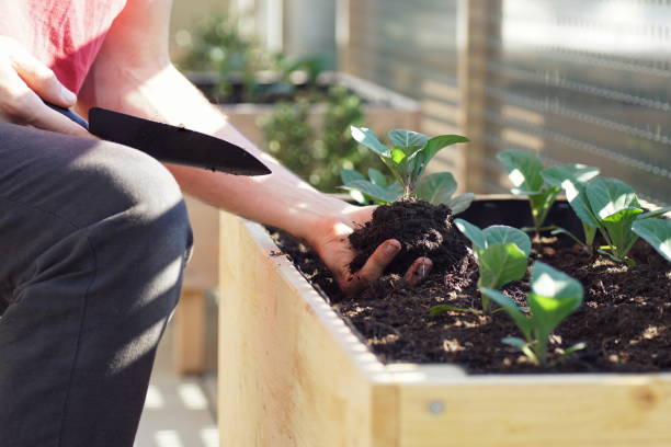 istock planting cabbage and cauliflower seedlings in a raised bed on a balcony 1310713584