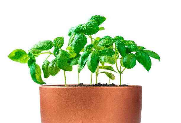 istock Young basil sprouts in an orange pot on a white background 1310714276