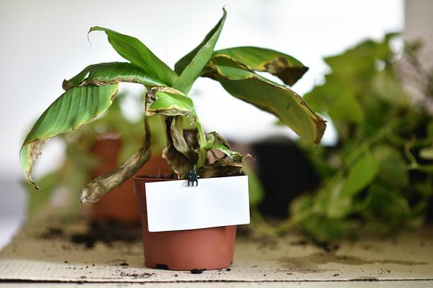 istock dried interior plant freshly transplanted into a new pot with your text 1310715601