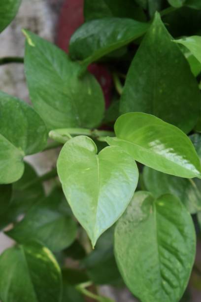 istock Creeper plant growing in wild, jungle vines climbing on tree trunk isolated on white background, clipping path included.love shaped money plant, Green, space 1310716249
