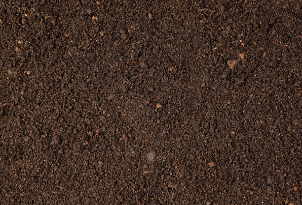 istock Background with brown dry soil. Pitchfork on top 1310717645