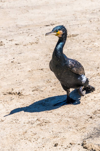 istock Great Cormorant on the beach 1310718508