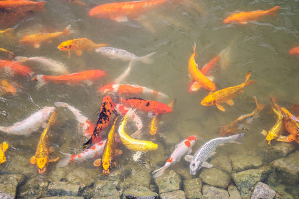 istock Carps Fish swimming in the pond 1310722080