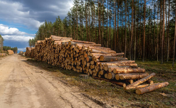 istock Forestry. Log stacks along the forest road. Forest pine and spruce trees. Log trunks pile, the logging timber wood industry. 1310724511