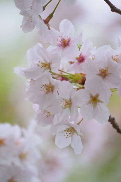 landscape of white cherry blossom trees - spring vertical cherry blossom color image imagens e fotografias de stock